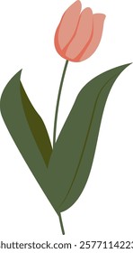 Tulip Flower Handdrawn Vector Illustration