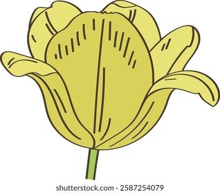 Tulip Flower Head Vector Illustration