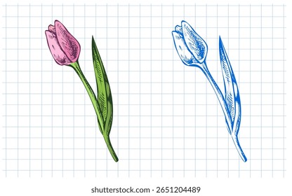 Tulip flower illustration in color and blue sketch style. Includes both versions on a squared paper background. Ideal for stationery, educational materials, and spring-themed design projects.