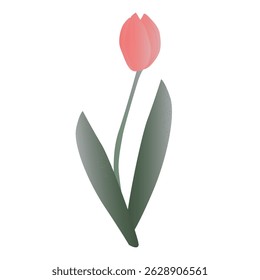 Tulip flower illustration. Isolated image, detailed. pink color