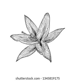 Tulip flower illustration vector 