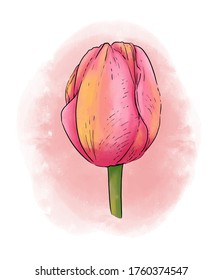 Tulip Flower Illustration. Tulip Vector Isolated Background
