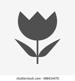 Tulip flower is isolated
