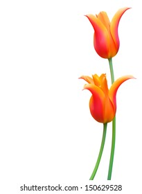 Tulip flower isolated on white vector illustration