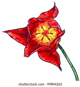 Tulip flower isolated on a white background.
