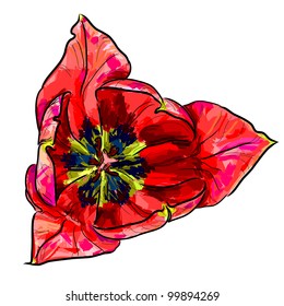 Tulip flower isolated on a white background.