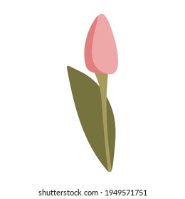 Tulip flower. Isolated vector element on white background. The illustration is hand-drawn.