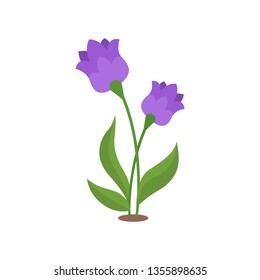 tulip flower. Isolated vector illustration