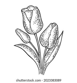 Tulip flower with leaves. Black engraving vintage vector illustration isolated on white background. Hand drawn ink design element for label and poster