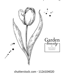 Tulip flower and leaves drawing. Vector hand drawn engraved floral set. Botanical  Black ink sketch. Great for tattoo, invitations, greeting cards, decor