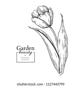 Tulip flower and leaves drawing. Vector hand drawn engraved floral set. Botanical  Black ink sketch. Great for tattoo, invitations, greeting cards, decor