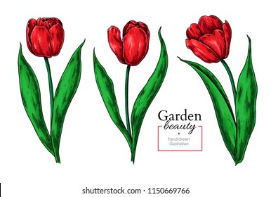 Tulip flower and leaves drawing. Vector hand drawn  floral set. Botanical sketch. Great for tattoo, invitations, greeting cards, decor