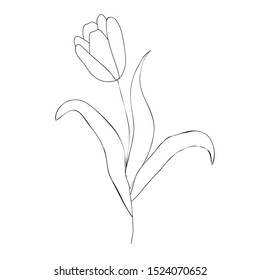 Tulip flower line art. Minimalist contour drawing. Continuous one line drawing - vector design
