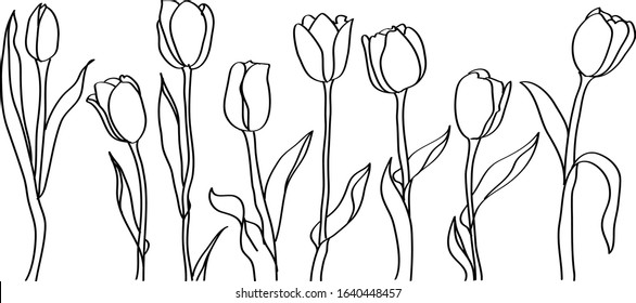 Tulip flower line art. Minimalist contour drawing.Set of tulip flowers isolated on white background