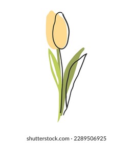 Tulip flower line art. Minimalist outline drawing. Vector isolated on white background.