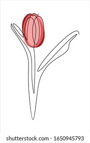 Tulip flower line continuous . Minimalist art. One line drawing