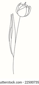 Tulip flower line continuous . Minimalist art. One line drawing