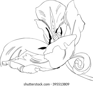 tulip flower line drawing