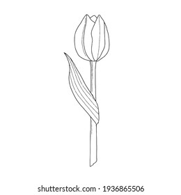 Tulpenblumenzeilenzeichnung, Vektorgrafik