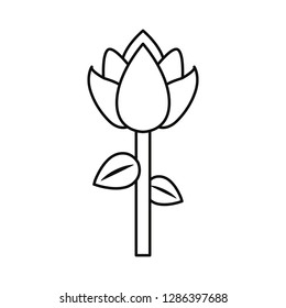 tulip flower linear