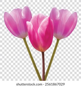 Tulip Flower on Transparent Background