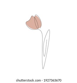 Tulip flower on white background, vector illustration