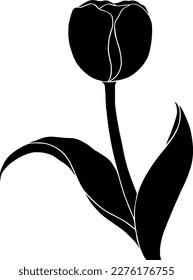 tulip flower on white background. black and white tulip. hand drawn of tulip. vector illustration