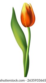 Tulip flower on a white background. Used in the design of greeting cards, gift packaging, advertising banners, floristry catalogs, seasonal promotions, weddings, and romantic projects