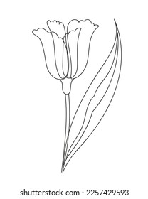  Tulip flower one continuous line art. Decoration blossom botanical floral element. Vector doodle isilated illustration.