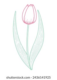 Tulip flower outline, hand drawn line art illustration. Spring blossom, pink bloom, floral element. Vector design, isolated. Mothers Day, Easter, seasonal, botanical clip art