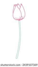 Tulip flower outline, hand drawn line art illustration. Spring blossom, pink bloom, floral element. Vector design, isolated. Mothers Day, Easter, seasonal, botanical clip art
