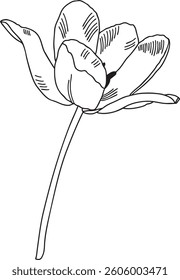 Tulip Flower outline vector illustration Hand-drawn botanical line art Great for wedding decor, invitation, coloring books or cards.