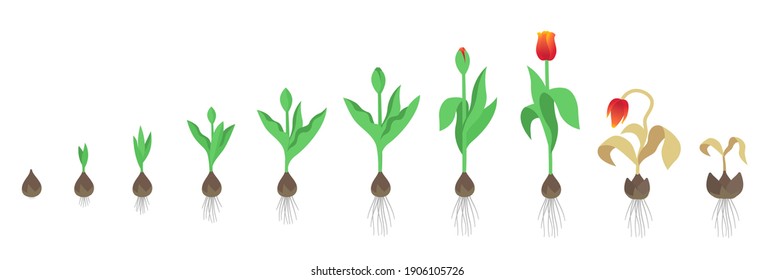Tulip flower plant. Tulipa gesneriana. Growth stages. Growing period steps. Harvest animation progression. Fertilization phase. Cycle of life. Vector infographic set.