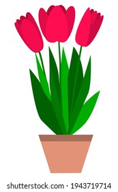 Tulip in a flower pot. Simple drawing. Cartoon style. Close-up. White background. For collages and web design
