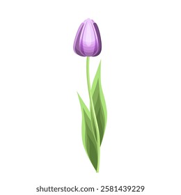 A tulip flower in purple tones, isolated on a white background.Vector illustration of a flower for textiles, holiday cards.