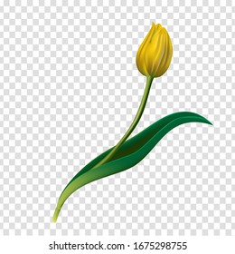 Tulip flower, realistic style vector illustration on transparent background vector