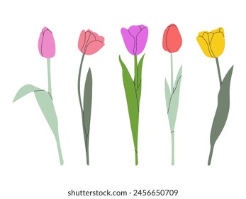 Conjunto de flores de tulipán aislado en blanco. Colección floral con flores rosas, amarillas, rojas y violetas. Diseño plano simple. Ilustración vectorial.