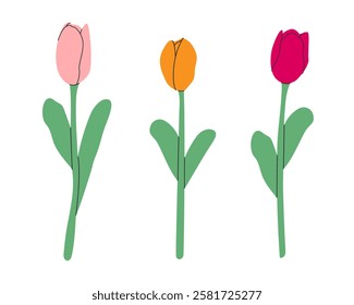 Tulip flower set isolated.Flower collection with pink, yellow blooms on transparent background.Simple flat design. Vector illustration Eps10