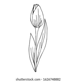 Tulip flower sketch, doodle style. Spring flower isolated on white background. Design for Women's Day holiday, symbol of Easter. Outline sign. Gardening. Coloring book.