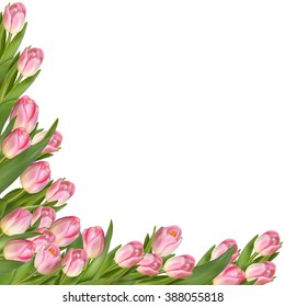 Tulip flower spring border isolated over white background. EPS 10 vector file included