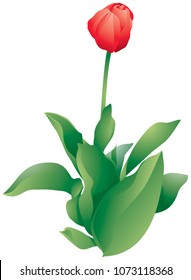 Tulip flower, spring holiday gift, realistic vector illustration