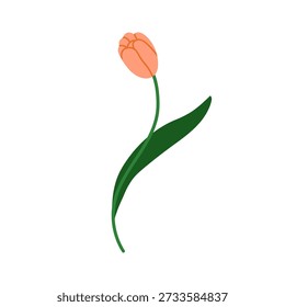 Tronco de flor de tulipa. Flor de primavera com delicadas pétalas suaves, folha. Flor floral. Decoração da natureza do jardim. Elemento de projeto botânico. Ilustração de vetor plano isolada no plano de fundo branco