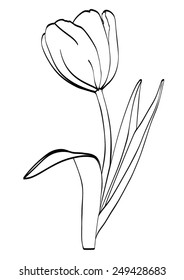 Tulip flower with three leaves - black outlines - vector