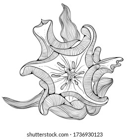 Tulip flower top view. Line art isolated on white background. Vector hand draw illustration. Coloring book page. Love bohemia concept for wedding invitation card, ticket, branding, boutique logo,label