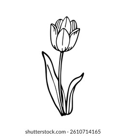 A Tulip flower vector art