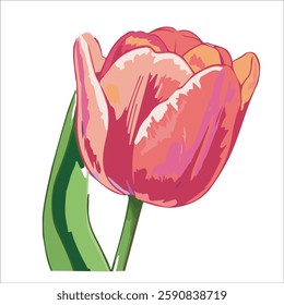 tulip flower vector eps art