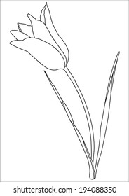 tulip, flower, vector, graphic, drawing, illustration 