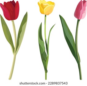 tulip flower vector illustration. 3 tulip flowers with red yellow and pink.