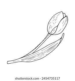Tulip flower vector illustration. Bulb head black outline graphic drawing. Botanical Valentine curved leaf. Ink line contour silhouette outline. Natural spring summer holiday garden. Pink white bloom