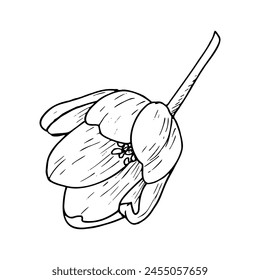 Tulip flower vector illustration. Bulb open head black outline graphic drawing. Botanical blossom greeting card. Ink line contour silhouette outline. Natural summer holiday garden. Pink white bloom